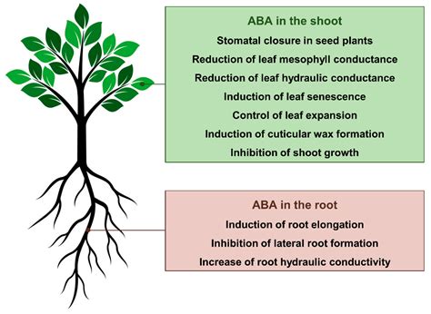 Abscisic Acid Model