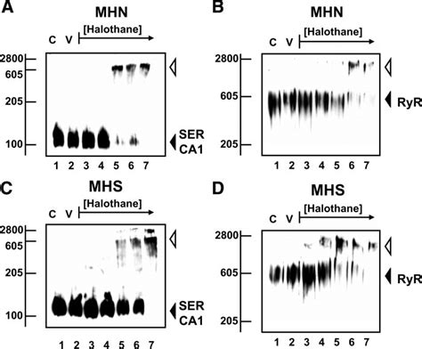 Effect Of Halothane On The Oligomeric Status Of The Ca Release