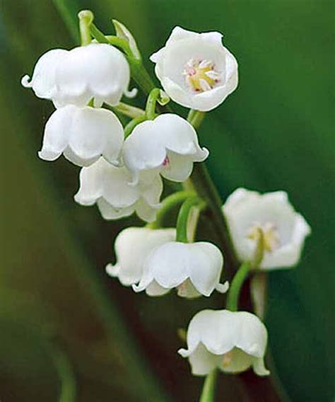 How To Grow Lily Of The Valley Your Planting And Care