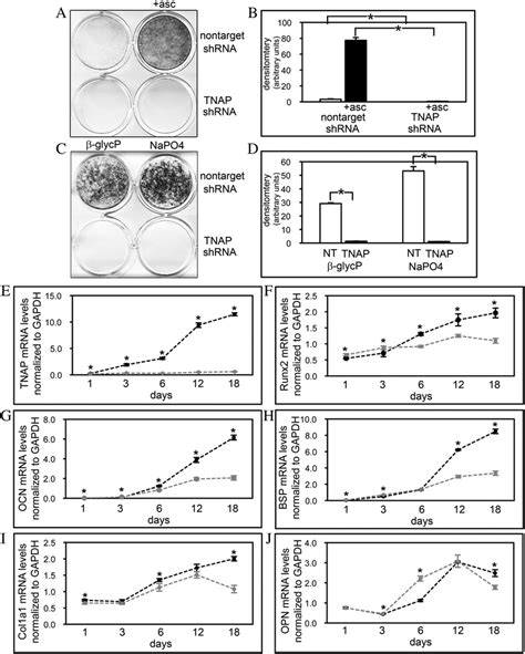 Tnap Deficient Calvarial Cell Mineralization And Osteoblastic Gene