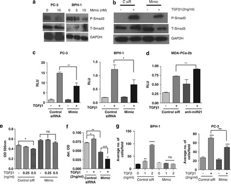 Mir 21 Attenuates Tgfβ Signaling In Prostate Cancer Cells Both Basal