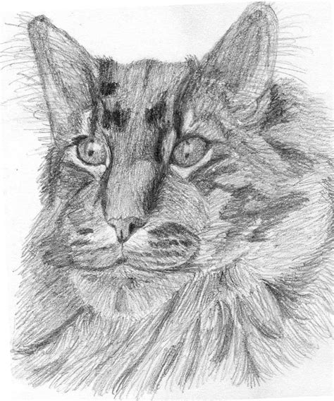 Maine Coon By Zoeviolin On Deviantart