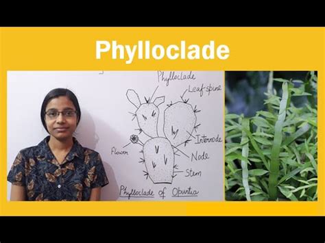 Phylloclade