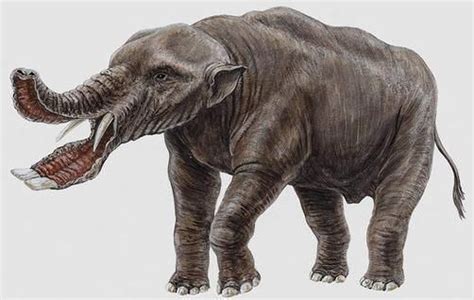 Gomphothere - Alchetron, The Free Social Encyclopedia