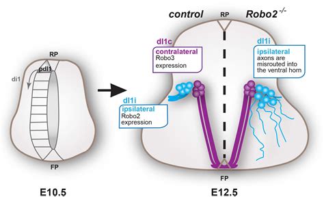 Frontiers Robo2 Receptor Gates The Anatomical Divergence Of Neurons