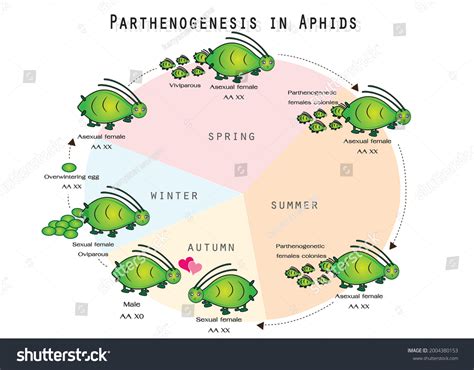 Parthenogenesis