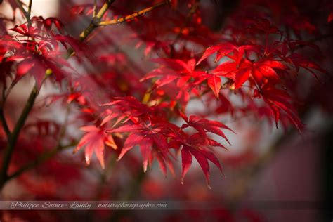 Les feuilles de l'automne