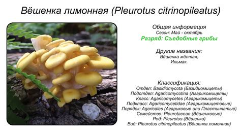 Вёшенка лимонная (Pleurotus citrinopileatus) - YouTube