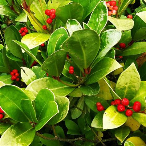 Wintergreen Seeds - Wintergreen Ground Cover Seed - 1000 Seeds ...