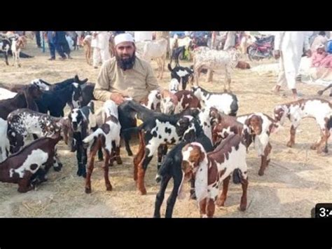 Bakra Mandi Sahiwal Betal Nagra Bareedar Cuate Bachy Naveed Khan Goats