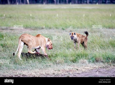 Lion hyena defend hi-res stock photography and images - Alamy