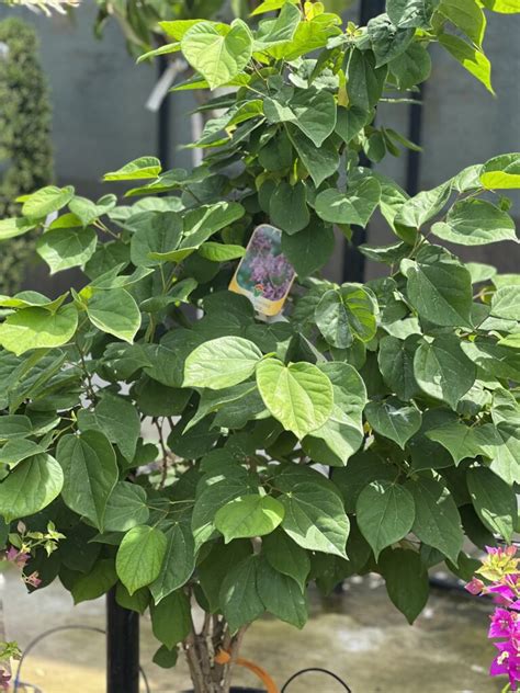 Cercis Chinensis Avondale Chinese Judasboom Dorleyplantsbe