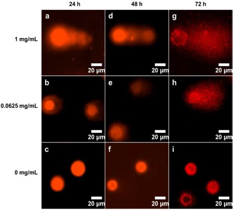 Nano Res 生物 │东北师范大学黄宇彬教授团队：通过载硼纳米纤维毡实现硼药控制释放增强硼中子捕获治疗 X Mol资讯