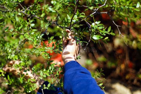 A Man Is Picking Fruit From A Tree Stock Image Image Of Field Summer