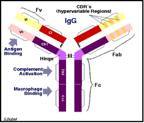 Schematic Drawing Of An IgG Immunoglobulin From Kontermann And