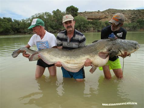 Pesca Con Gu A Del Siluro Al Lance Y Pellets En Mequinenza Y R O Ebro