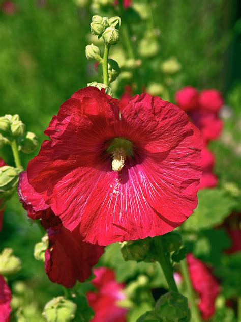 Rose Red Hibiscus Photograph By Sally Weigand Fine Art America