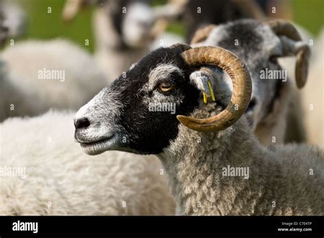 Swaledale Sheep Hi Res Stock Photography And Images Alamy