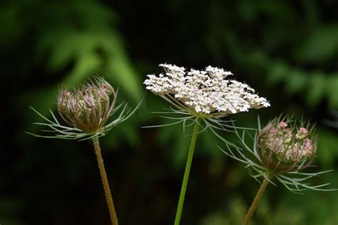 Premium Photo Wild Carrot Daucus Carota In Flower A Plant Used As