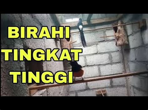 Birahi Murai Batu Jantan Dan Betina Sama Sama Birahi Dan Akhirnya