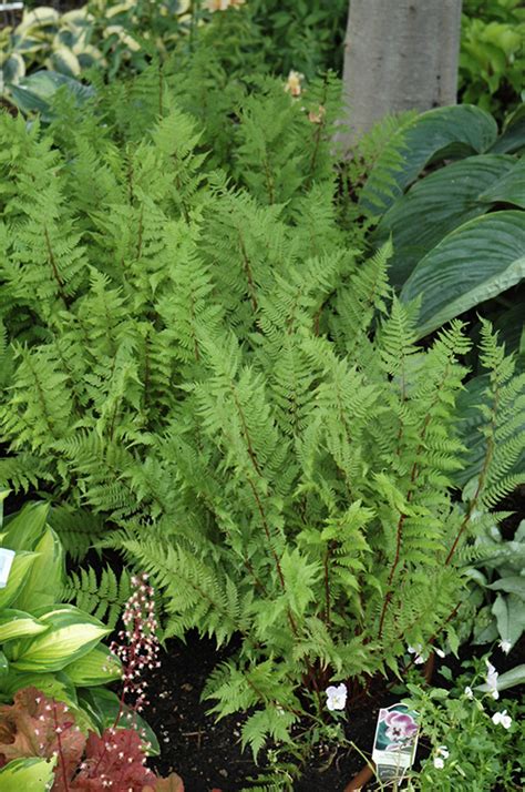 Lady In Red Fern Athyrium Filix Femina Lady In Red In Inver Grove