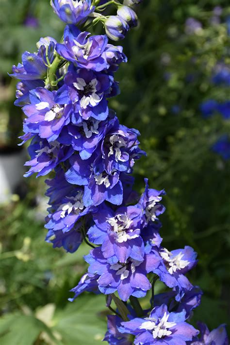 Pacific Giant Blue Bird Larkspur Delphinium Blue Bird In Chatham Kent Wallaceburg Blenheim