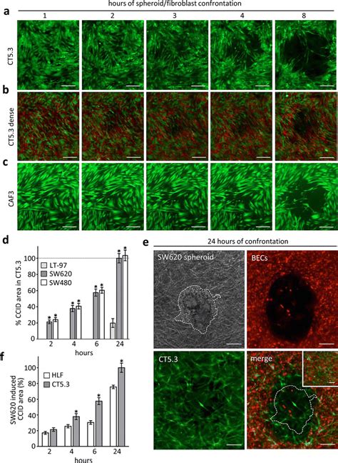 Colon Cancer Spheroid Induced Ccid Formation In Cafs Sw620 Spheroids Download Scientific