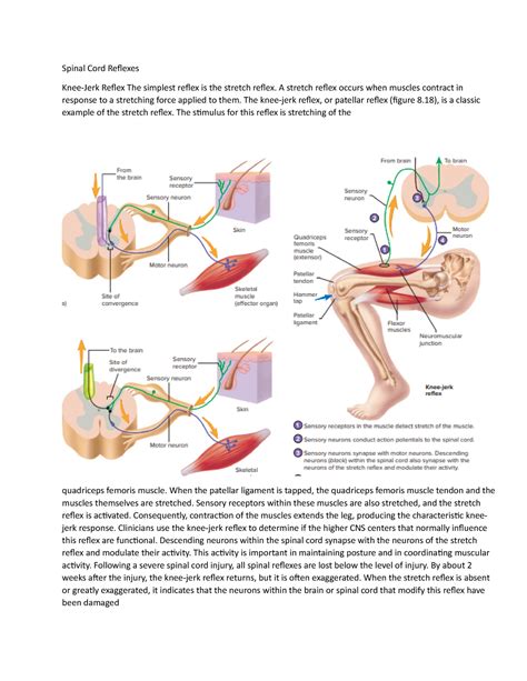 Seeley S Anatomy And Physiology Chapter 8 9 Spinal Cord Reflexes Knee Jerk Reflex The Simplest