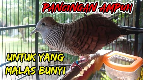 Pancingan Suara Perkutut Bangkok Kutut Bangkok Gacor Manggung Bagus