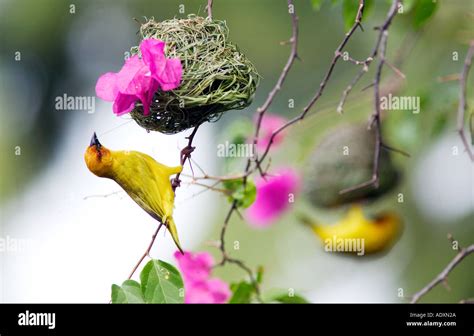 Two Golden Palm Weaver Birds Build Their Nests In Mombasa Kenya East