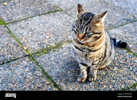 Friskies Cat Hi Res Stock Photography And Images Alamy