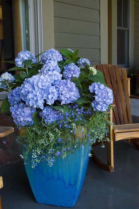 Growing Hydrangeas In Pots Traditional Home Potted Plants Patio Front Porch Flower Pots