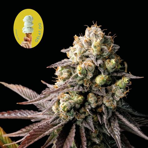 Gelato Feminised Bulk Seeds Cannabis Seed Bank South Africa Seed