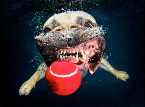 http://www.fenoweb.com/fr/images/20-photos-de-chiens-en-action-sous-l ...