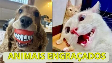 Cachorros E Gatos Engra Ados Tente N O Rir Animais Engra Ados