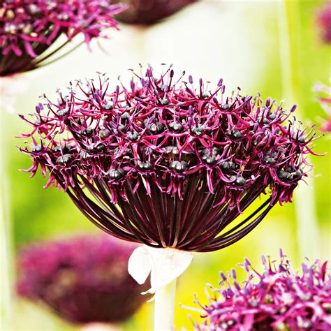 Allium Czosnek Ozdobny Atropurpureum 3 Szt Cebulki BENEX Sklep