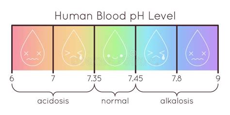 Diagrama Vectorial De Escala De Ph En Sangre Humana Ilustraci N Del