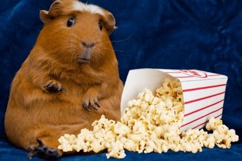 Can Guinea Pigs Eat Popcorn Mypetcarejoy