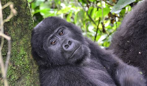 Days Bwindi Gorilla Trekking Safari Uganda Wildlife