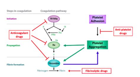 Pharmacology Of Anticoagulants Flashcards Quizlet