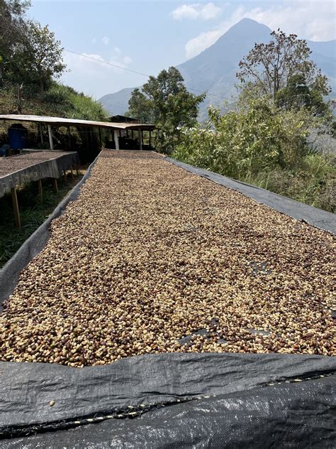 The Coffee Cooperatives of Peru - DRWakefield - DRWakefield