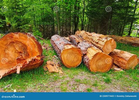 View Of The Felled Trees In The Forest Deforestation Stock Image Image Of Tree Felled 230977443