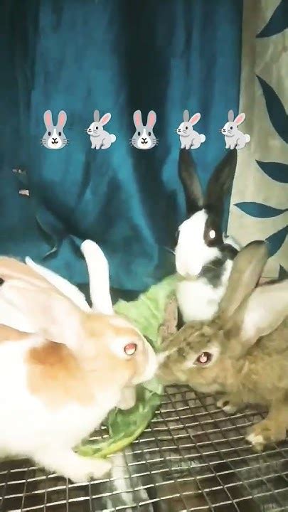 Rabbit 🐰🥰 Rabbits 🐇 Rabbite 🐰 Trending Viralvideo 🤩 Video Youtuber