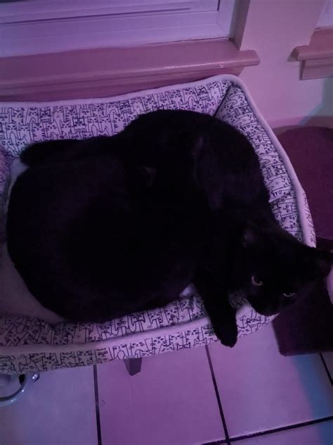 Rare footage of two black holes merging : r/blackcats