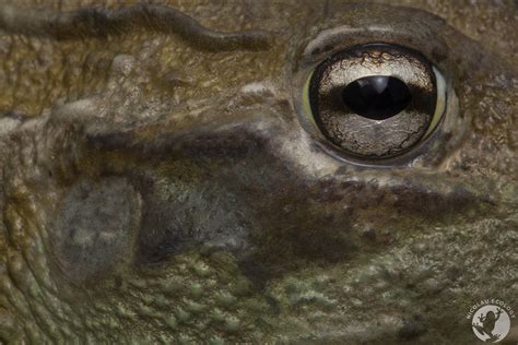 Pyxicephalus Adspersus Gaint Bullfrog — Nicolau Ecology