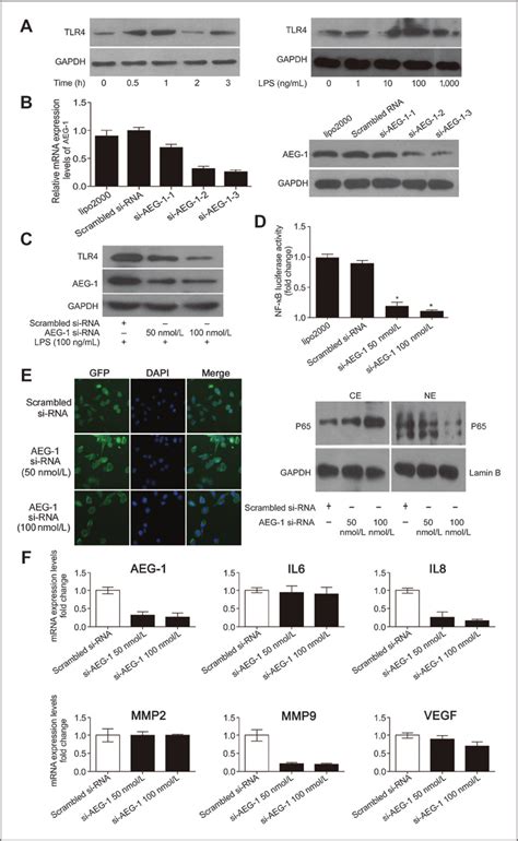 AEG 1 Augments TLR4 Expression And Activates NF KB A Left Gastric