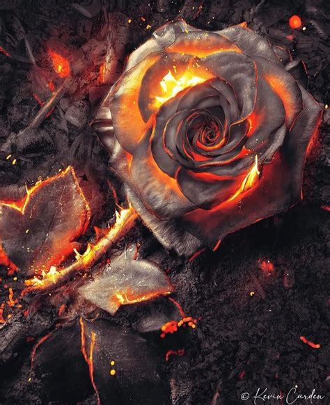 Burning Rose Wallpaper