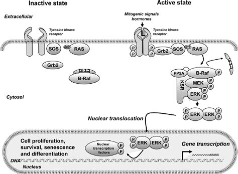 Mapk Signal Transduction Pathway In Normal Cells Ligands L Binding