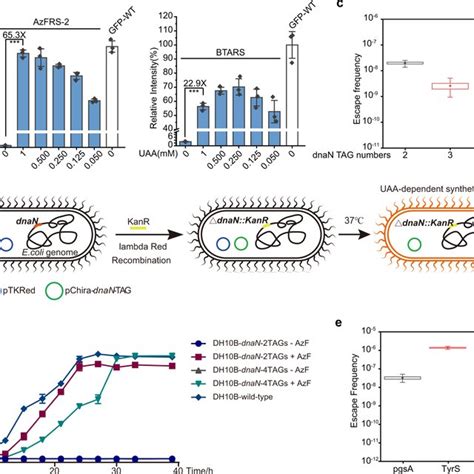 Efficient Unnatural Amino Acids Incorporation And Generalizable