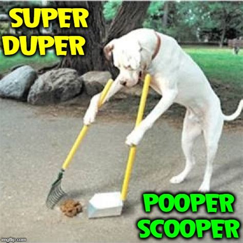 Dog Poop Memes And S Imgflip